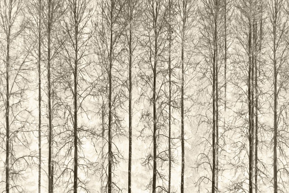 Monochrome Winter Trees by Christina Sillen