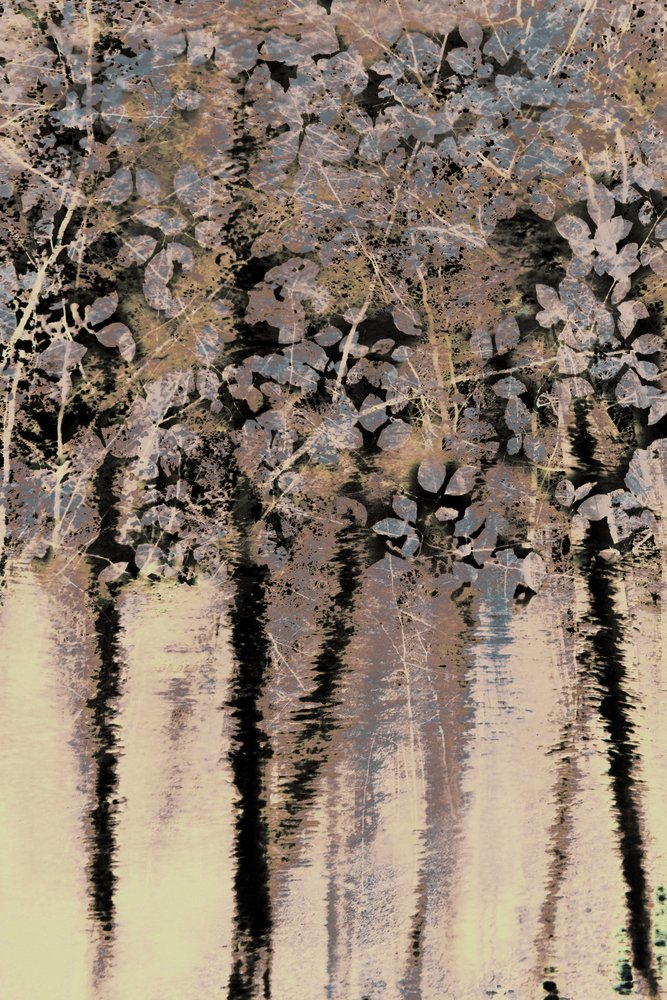 Moody Forest Reflections by Christina Sillen