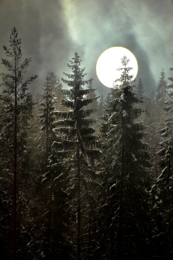Moonlit Winter Forest by Christina Sillen
