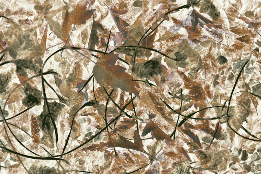 Muted Forest Foliage by Christina Sillen