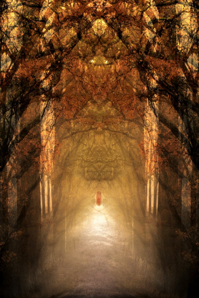Mystical Forest Tunnel by Christina Sillen