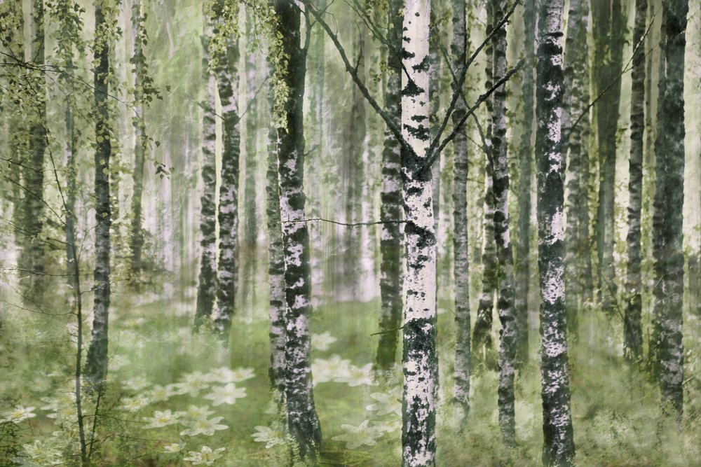 Peaceful Birch Forest by Christina Sillen