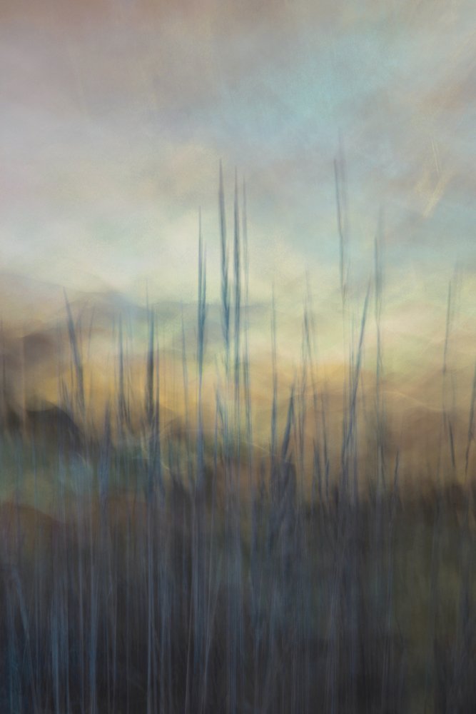 Serene Marsh Reeds by Christina Sillen