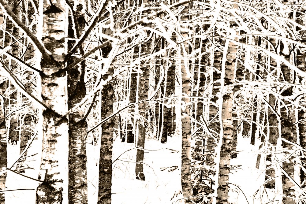 Snowy Birch Forest by Christina Sillen