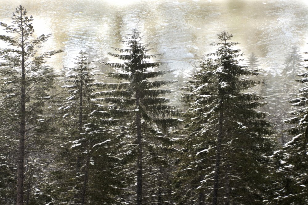 Snowy Winter Forest by Christina Sillen