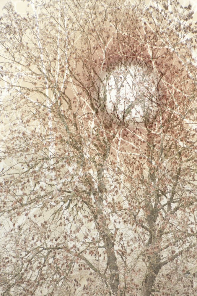 Soft Autumn Tree by Christina Sillen