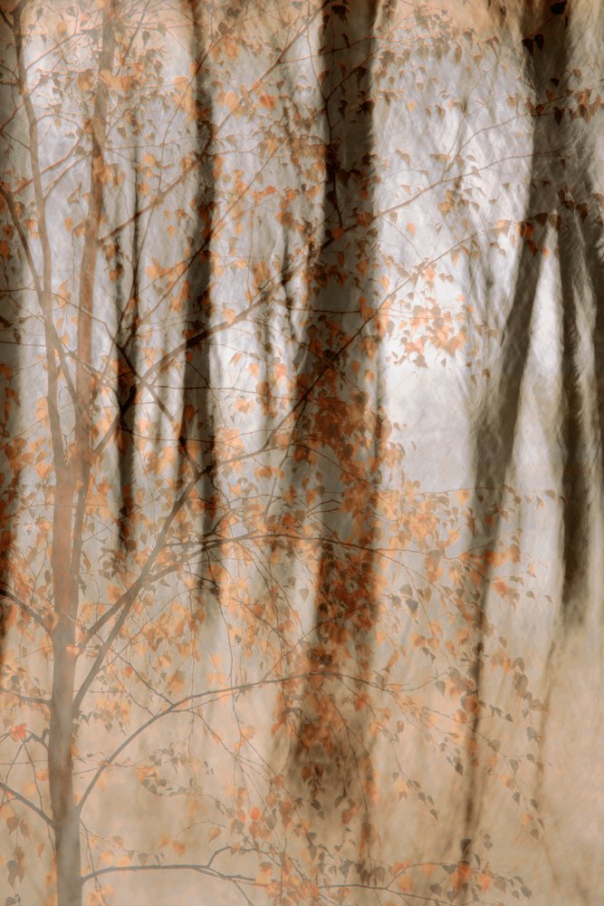 Soft Autumn Woods by Christina Sillen