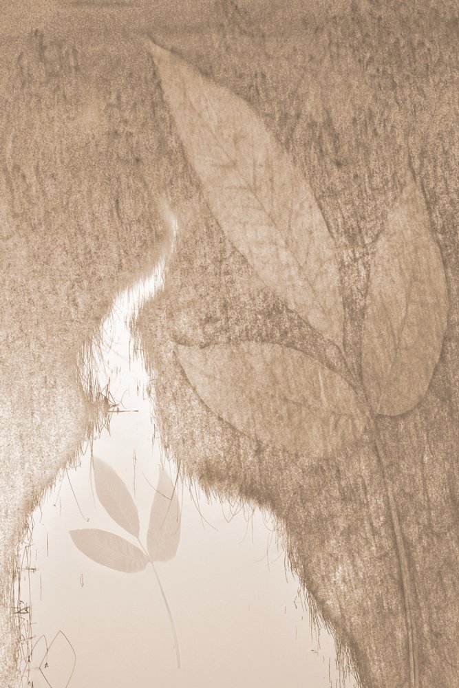 Soft Botanical Glow by Christina Sillen