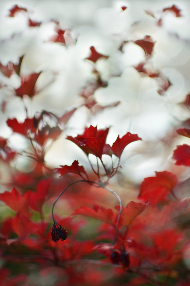 Soft Red Foliage by Christina Sillen