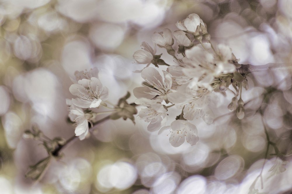 Soft Spring Blossoms by Christina Sillen