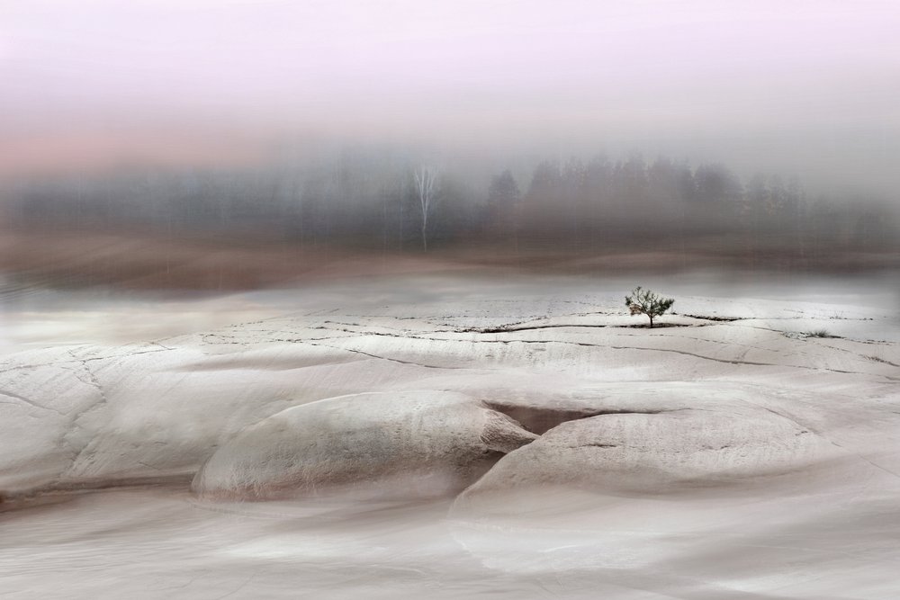 Solitary Winter Tree by Christina Sillen