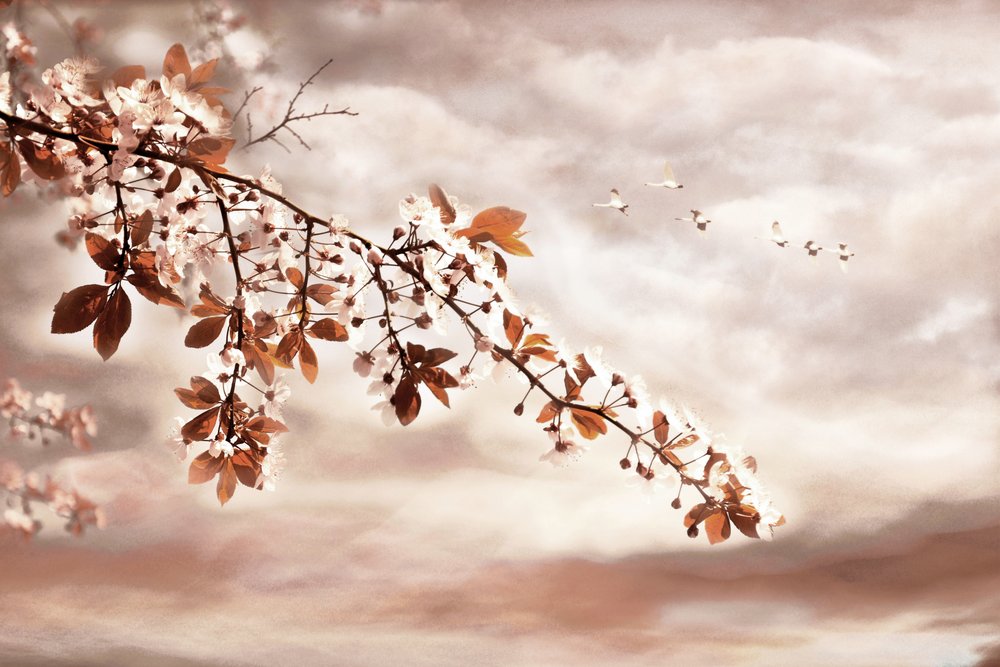 Spring Blossoms and Birds by Christina Sillen