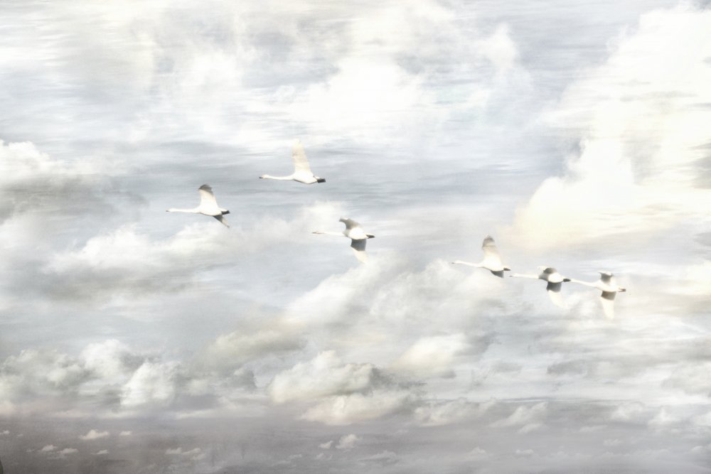 Swans in Flight by Christina Sillen