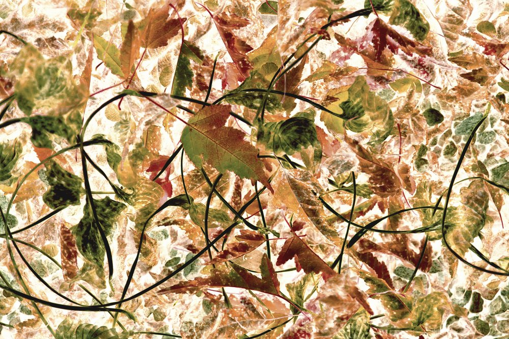 Tangled Autumn Foliage by Christina Sillen