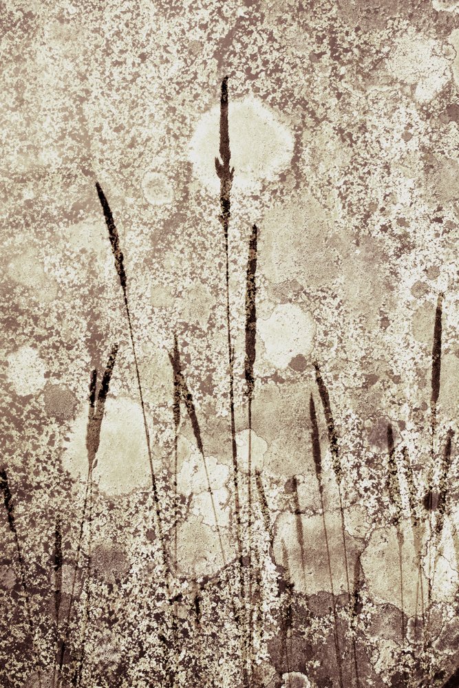 Textured Wild Grass by Christina Sillen