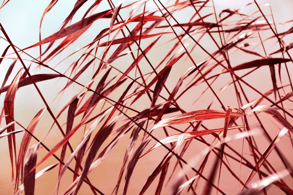 Warm Autumn Reeds by Christina Sillen