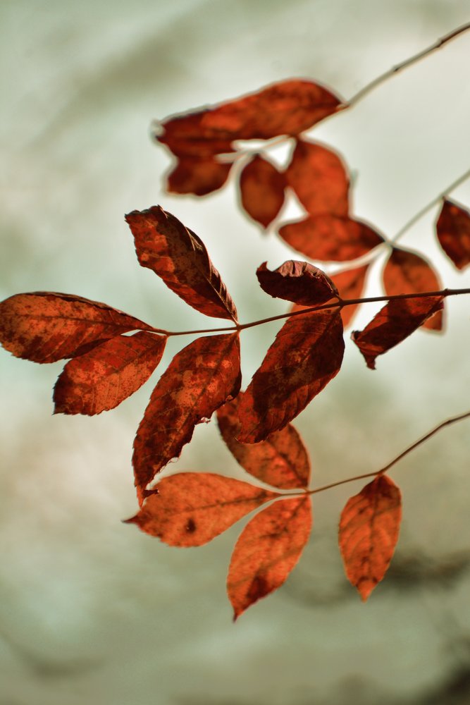 Warm Fall Leaves by Christina Sillen