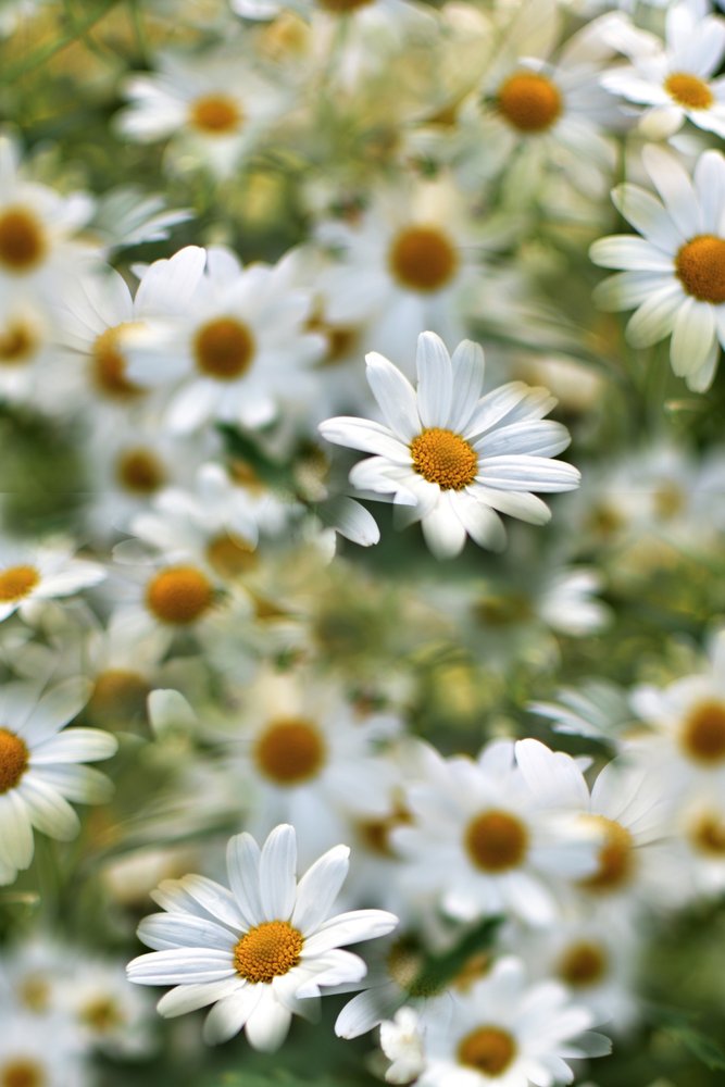 White Daisy Field by Christina Sillen