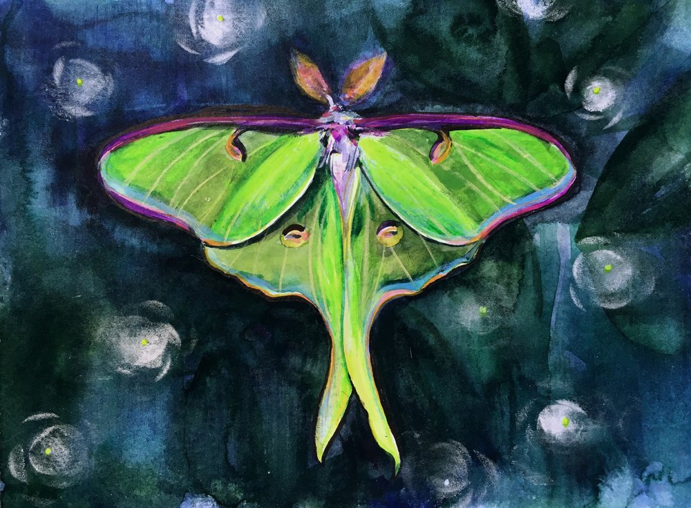 Glowing Luna Moth by Christine Lindstrom