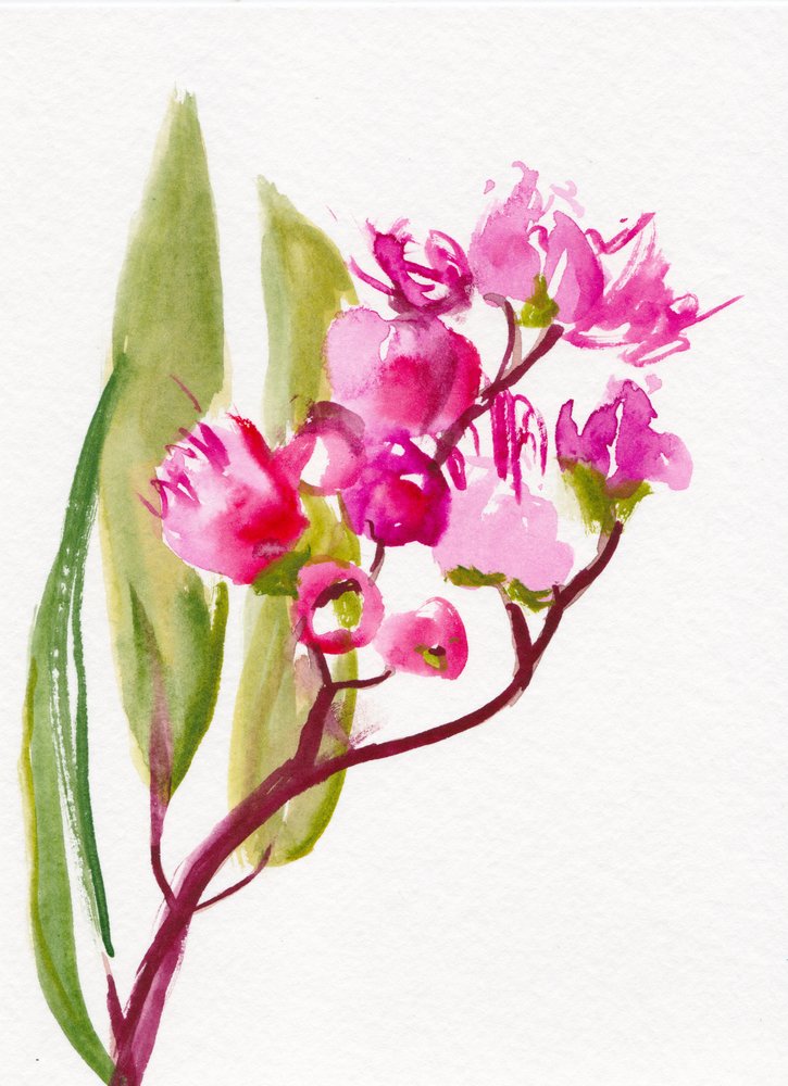 Vibrant Pink Blossoms by Christine Lindstrom