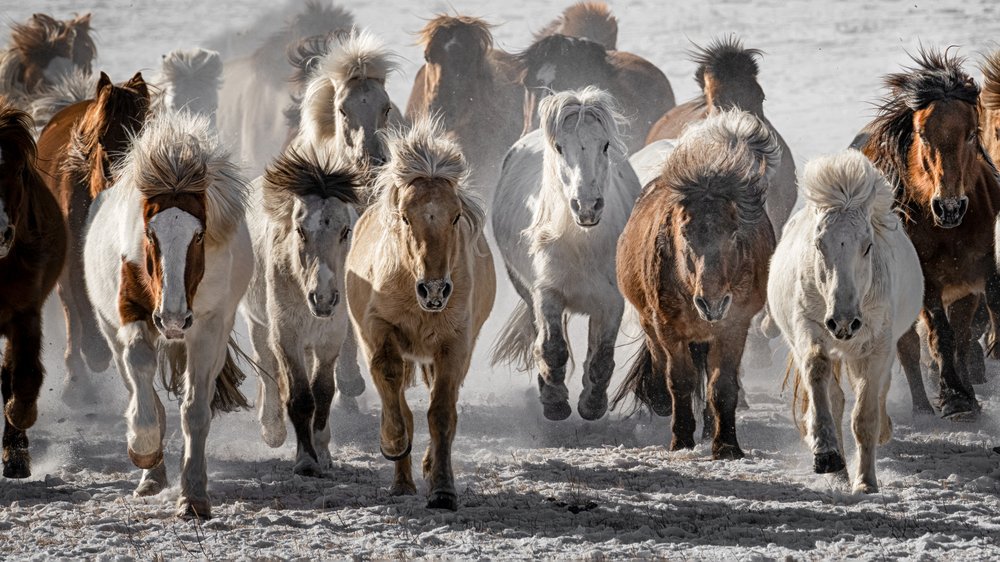 Wild Horses Charge by Chuanxu Ren