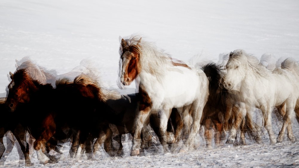 Wild Horses in Winter Motion by Chuanxu Ren