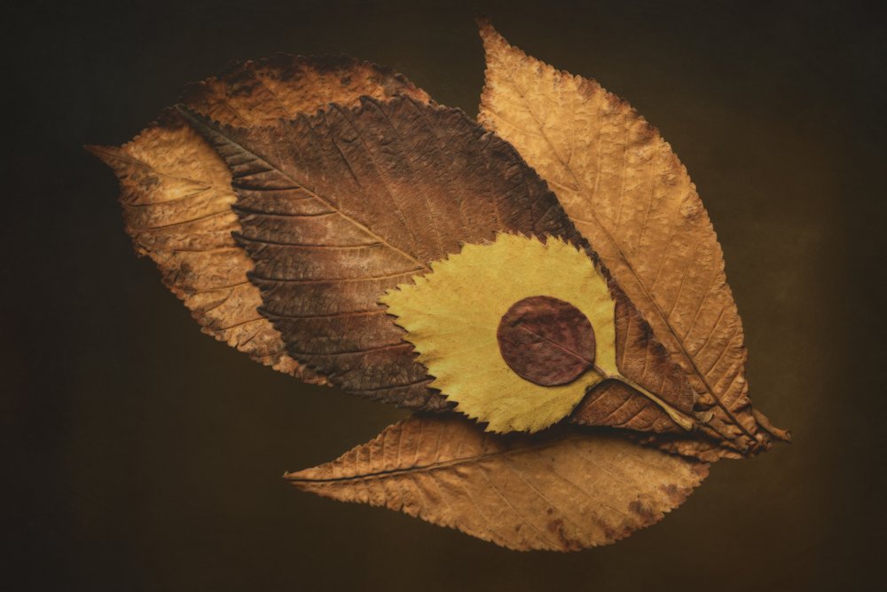 Autumn Leaf Eye by Cicek Kiral