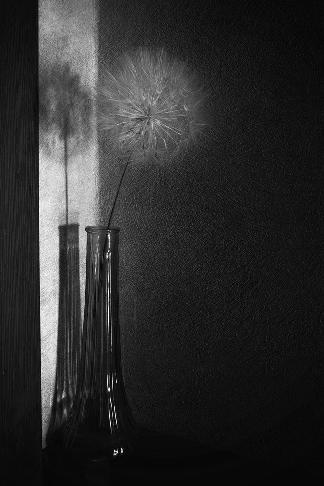 Dandelion Shadow Play by Cicek Kiral