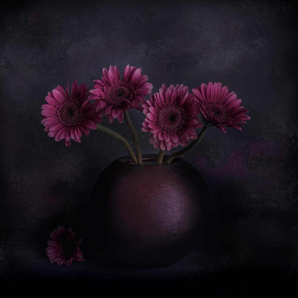 Dark Gerbera Still Life by Cicek Kiral