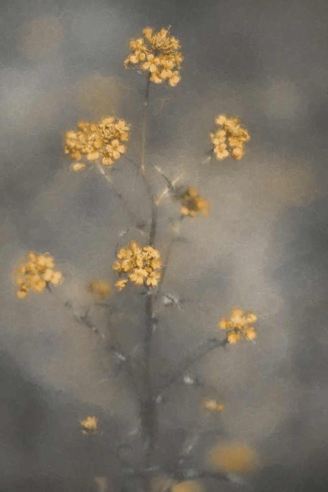 Dreamy Yellow Flowers by Cicek Kiral