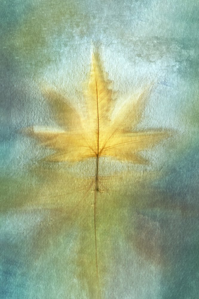 Golden Maple Reflection by Cicek Kiral