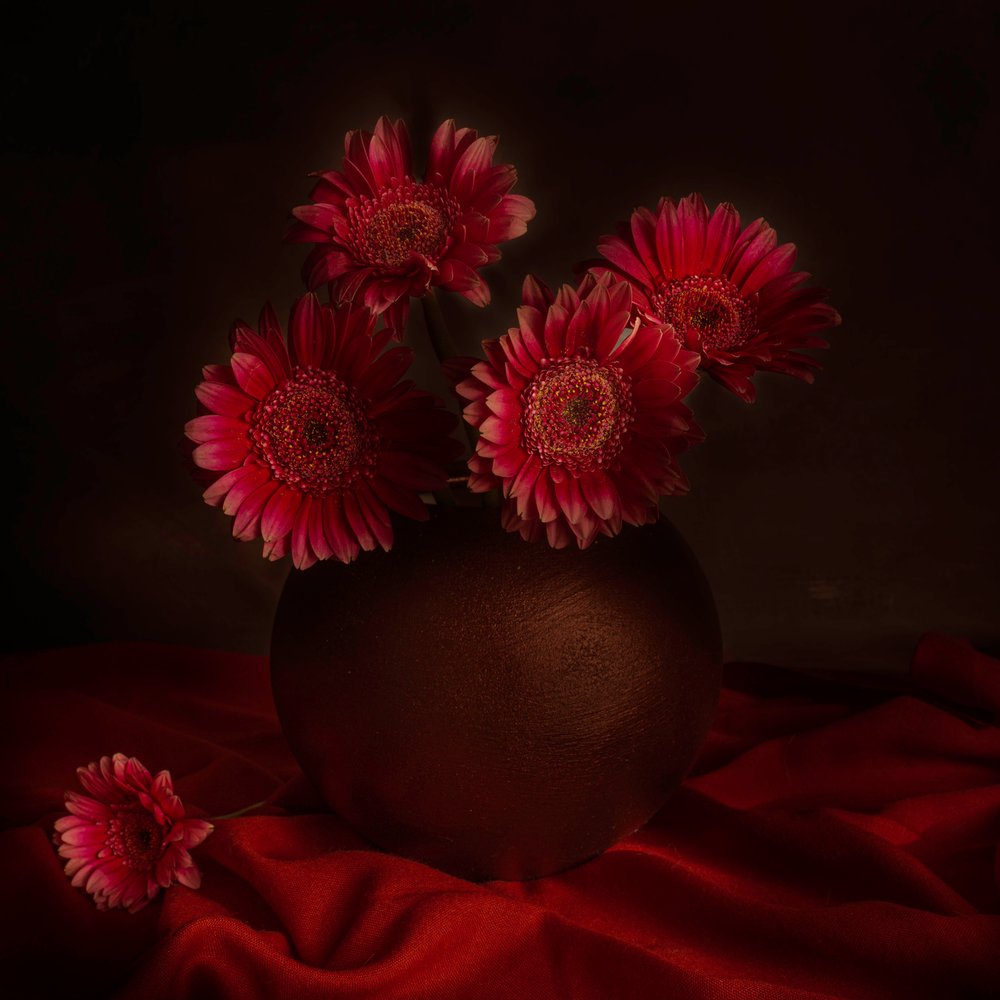 Moody Gerbera Still Life by Cicek Kiral