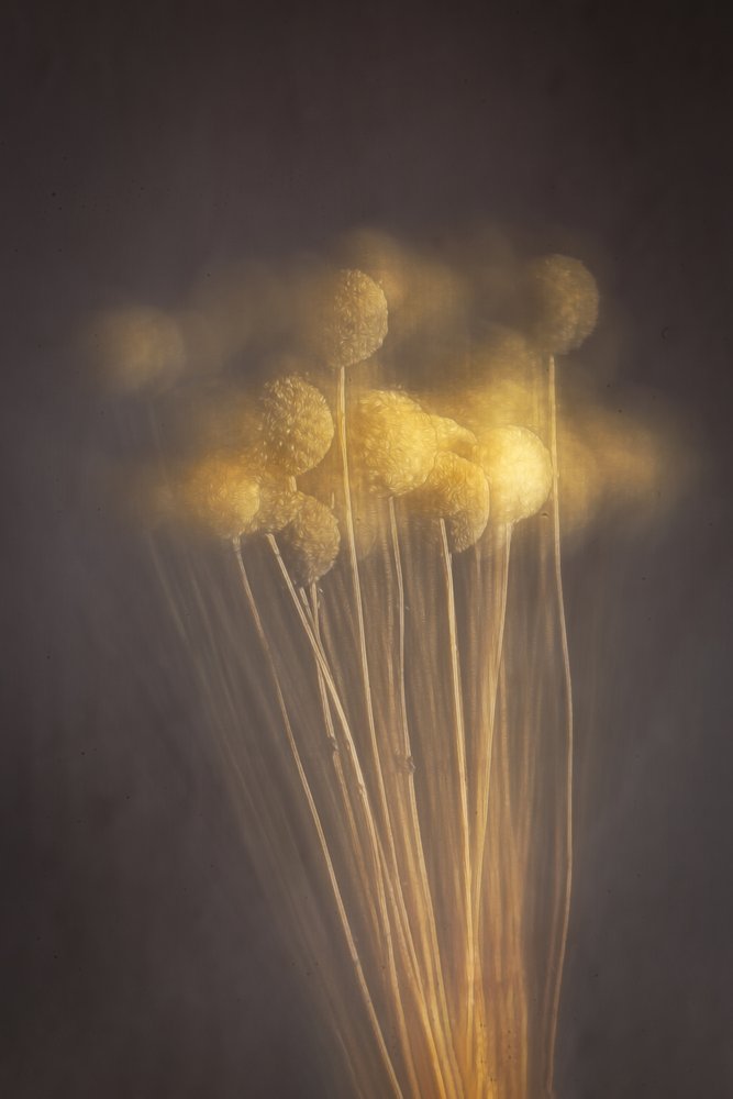 Soft Golden Stems by Cicek Kiral