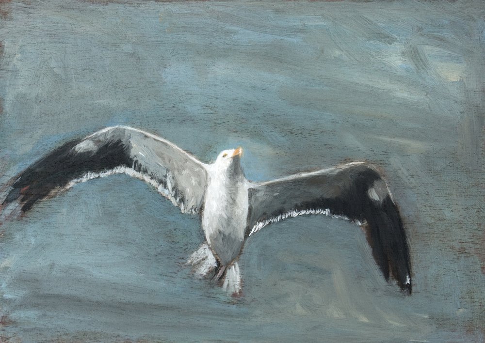 Soaring Grey Seagull by Claire Lerner