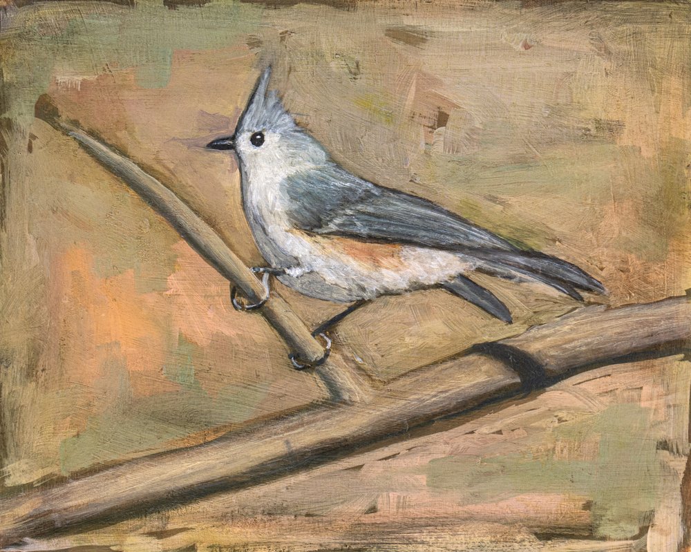 Tufted Titmouse Perched by Claire Lerner
