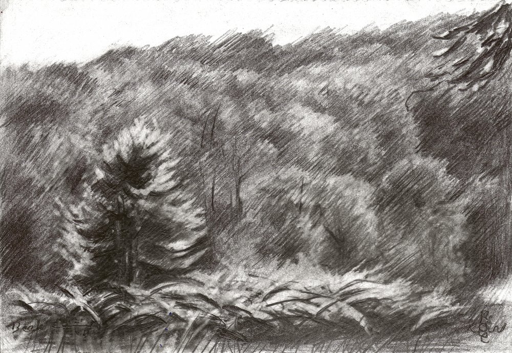 Pine Forest Drawing by Corné Akkers