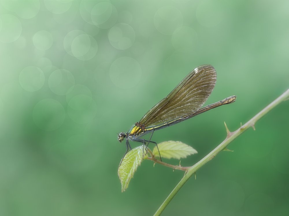 Delicate Damselfly Perched by Cristiano Giani