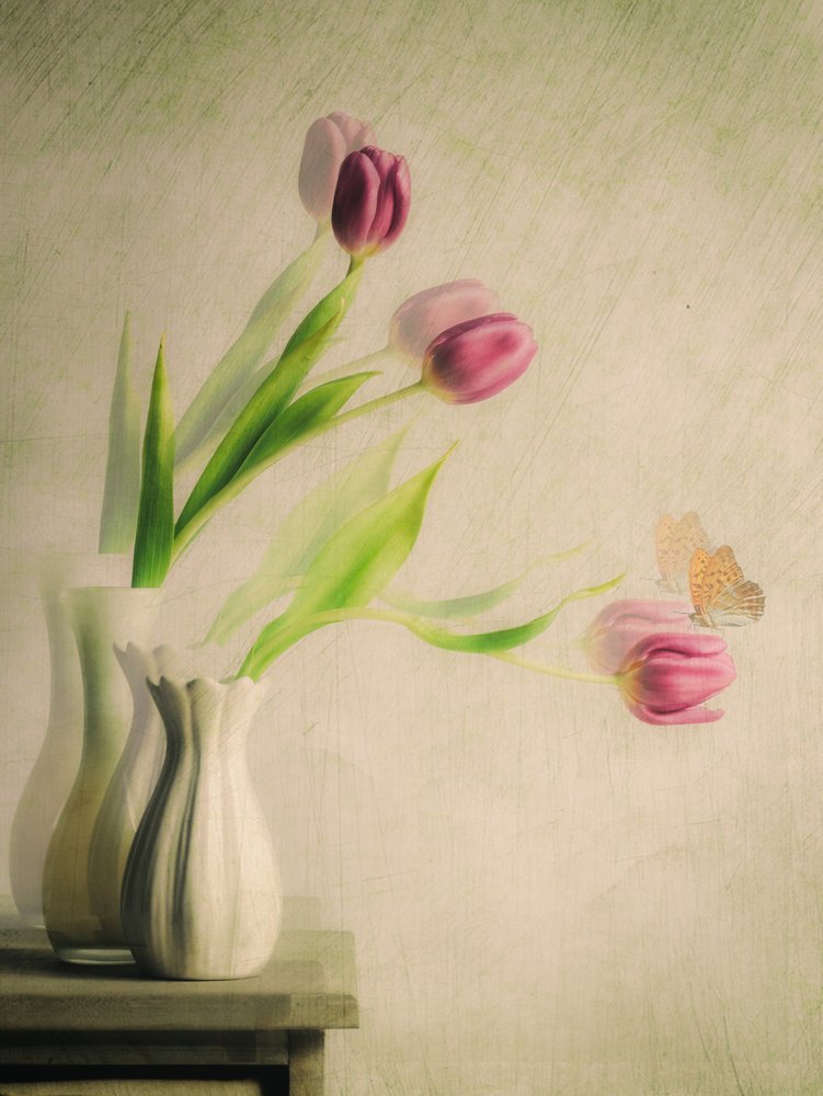 Dreamy Tulips and Butterfly by Cristiano Giani