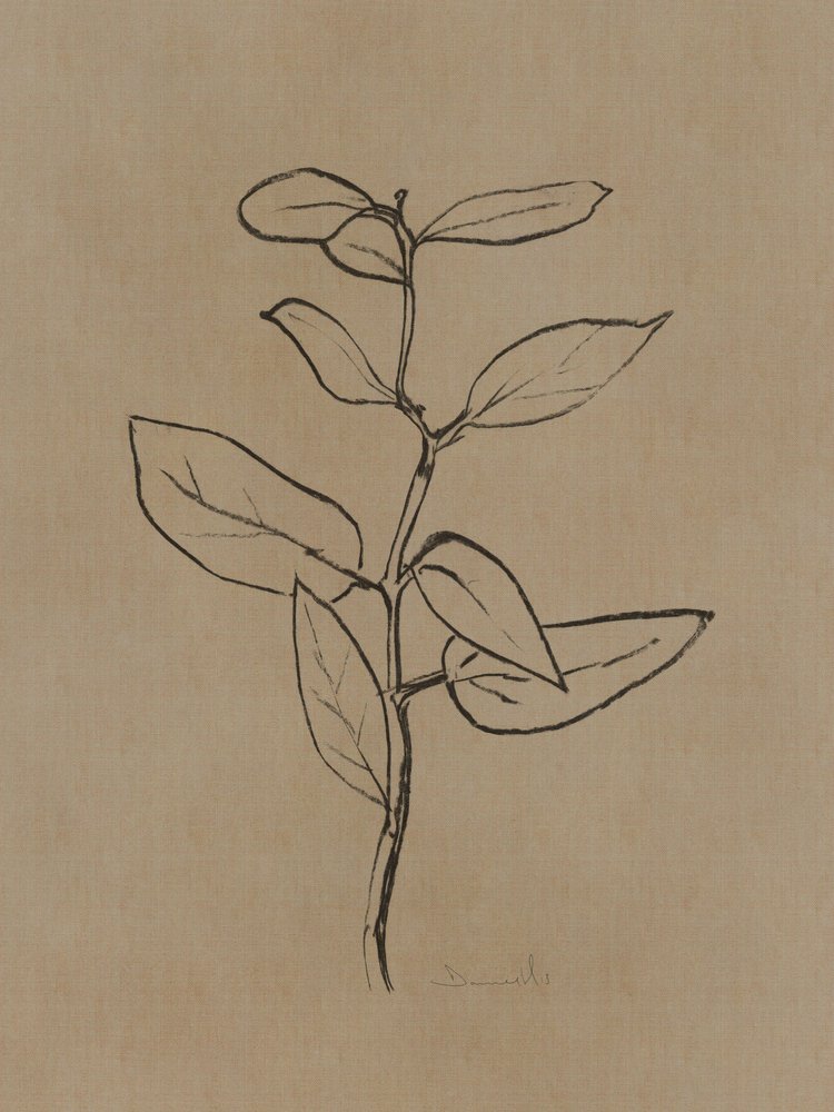 Eucalyptus Sapling by Dan Hobday