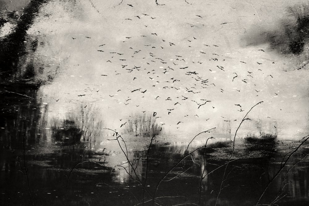 Dark Flock Reflection by Daniela Riegler