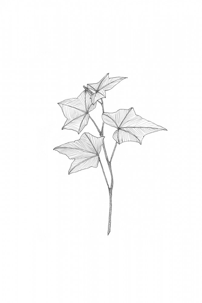 Botanical Line Art by Danushka Abeygoda