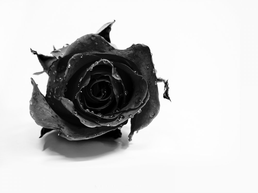 Wet Black Rose by David Drake