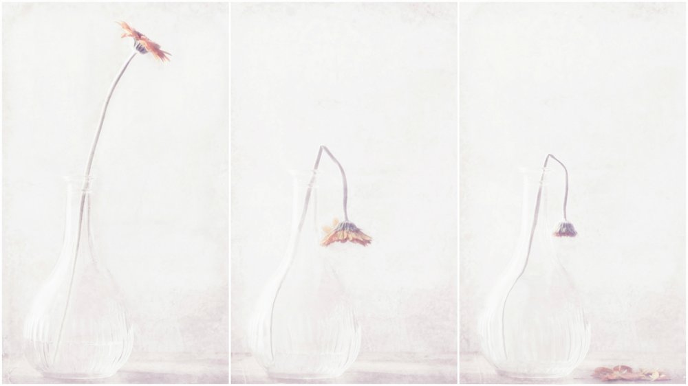 Delicate Fading Flower by Delphine Devos