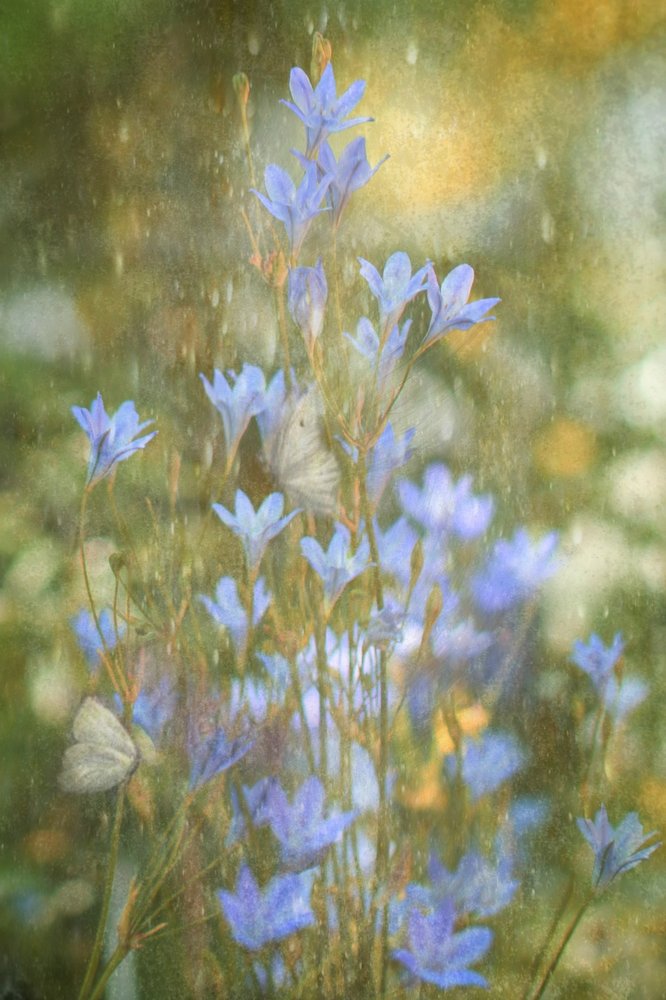 Dreamy Blue Butterflies by Delphine Devos