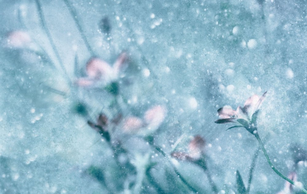 Dreamy Blue Flowers by Delphine Devos