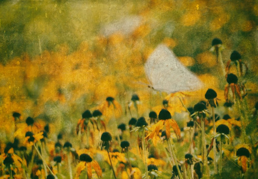 Dreamy Butterfly Meadow by Delphine Devos