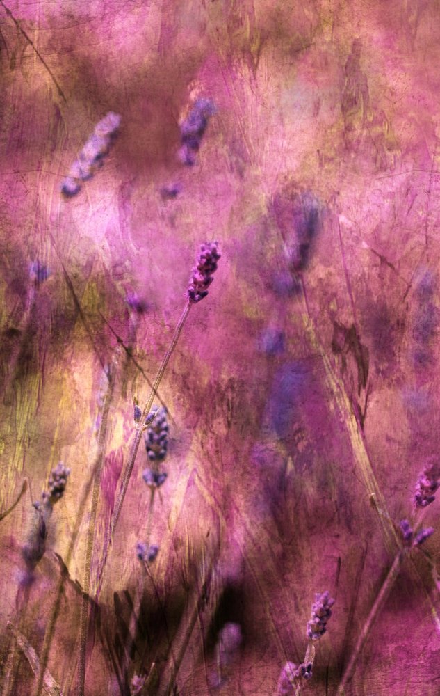 Dreamy Lavender Blooms by Delphine Devos
