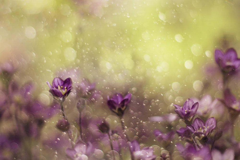 Dreamy Purple Blooms by Delphine Devos