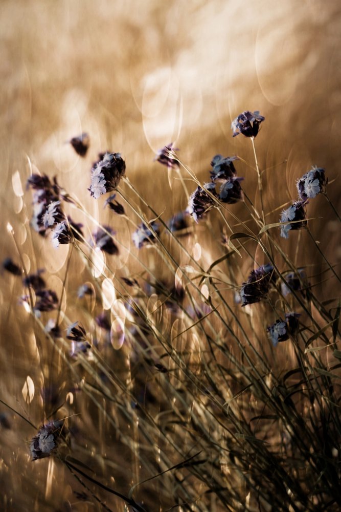 Dreamy Purple Meadow by Delphine Devos