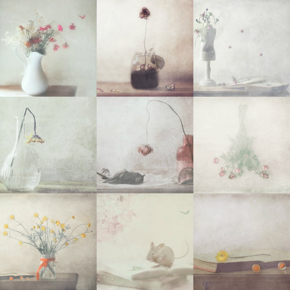 Ephemeral Still Life by Delphine Devos